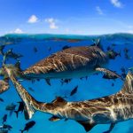 ‘Landmark’ Study Lays Road Map for Exactly How We Can Restore Oceans to Former Glory in Just One Generation