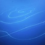 Scientists ‘Blown Away’ By Discovery of Longest Animal Ever Recorded—And It’s Quite Beautiful