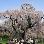This 1,000-Year-old Cherry Tree in Japan is a Role Model for Resilience During Trying Times