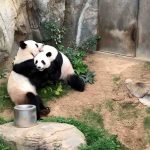 After 13 Years of Social Distancing, Giant Pandas Finally Mate During Peaceful COVID-19 Zoo Closures