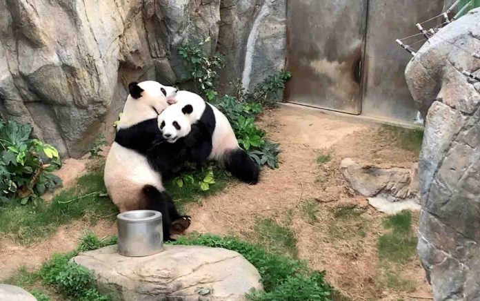Ying Ying and Le Le the Giant Pandas-Ocean Park Released