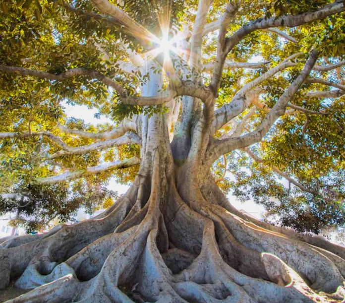 tree ficus fig sunlight-nature-pubdomain-Jeremy Bishop