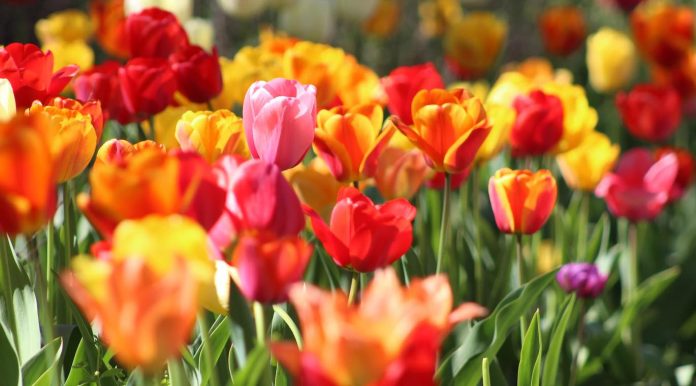 tulips flowers spring-garden-pubdomain-krystina rogers