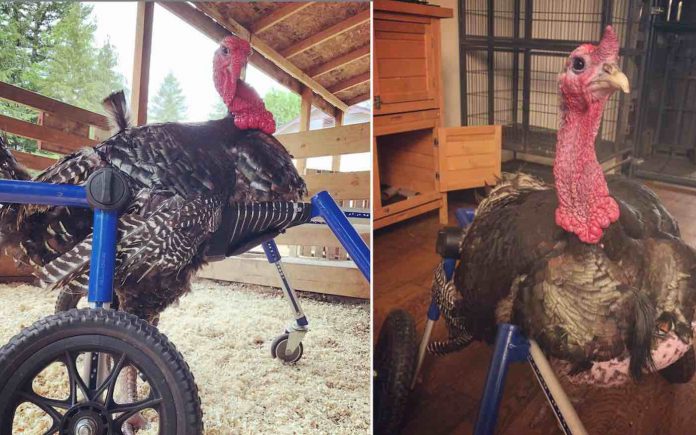 Bill the Turkey-Odd Man Inn Instagram