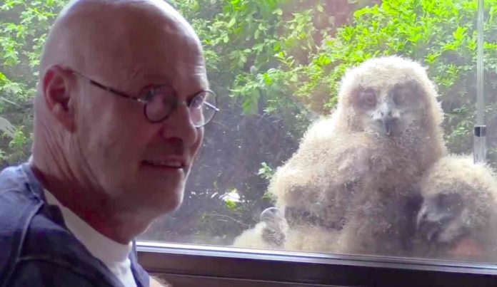Eagle Owls and Jos Baart-Vroege Vogels Twitter