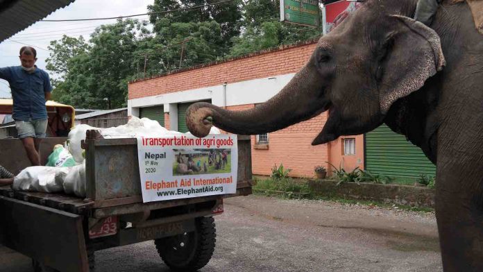 Elephant Eating Feature-Elephant Aid International