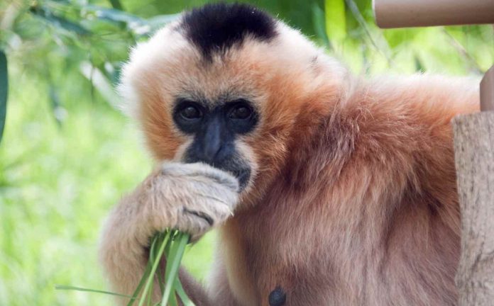 Hainan Gibbon-CC Eric Kilby via Wikipedia COmmons