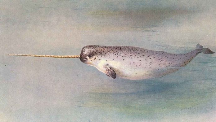 Narwhal Illustration-Public Domain via Wikipedia Commons