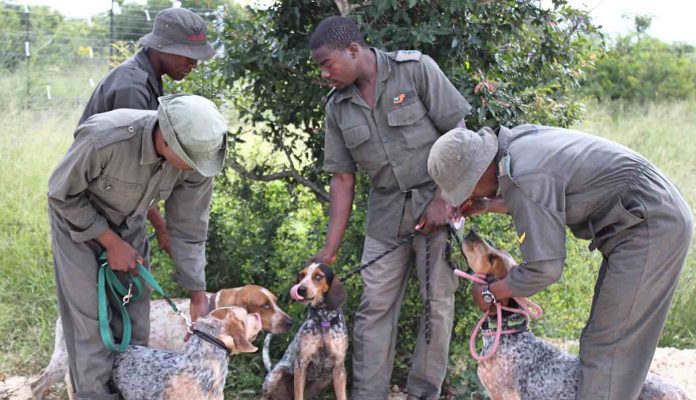 Park Officials With Canine Team-South African Wildlife College Facebook