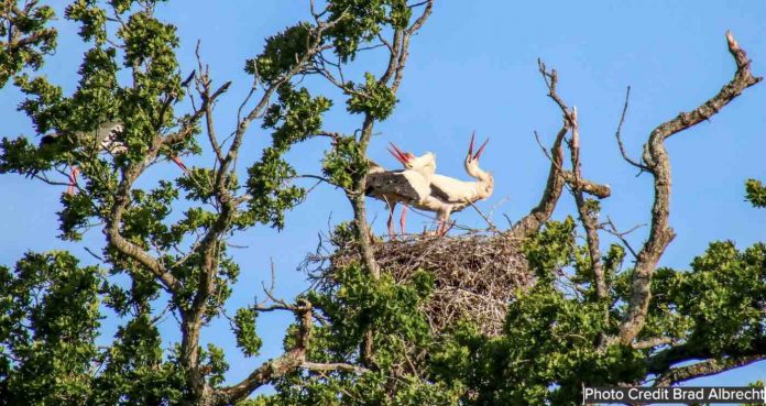 White Stork Project-pair on nest-Photo Credit Brad Albrecht