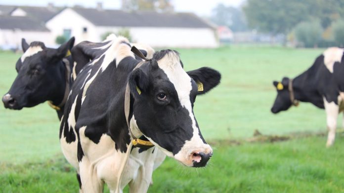 dairy cows and barn-pubdomain-Megumi Nachev