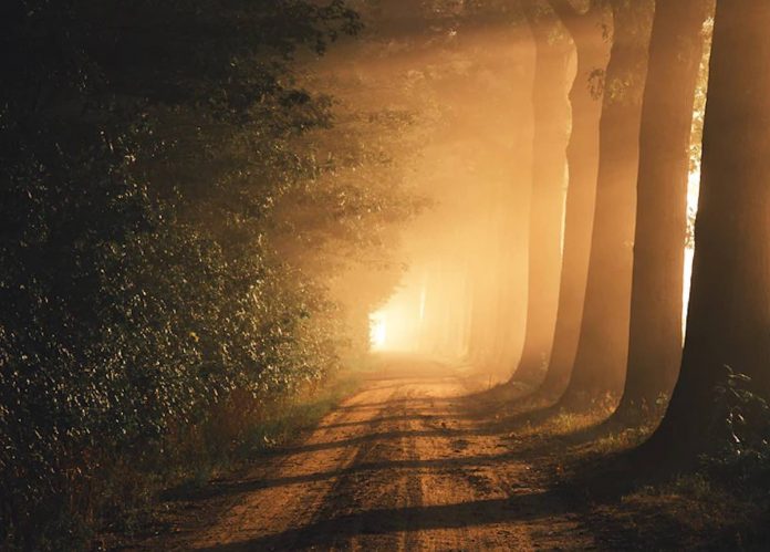 light and shadow-trees-nature-sunrise-pubdomain-Ingmar H