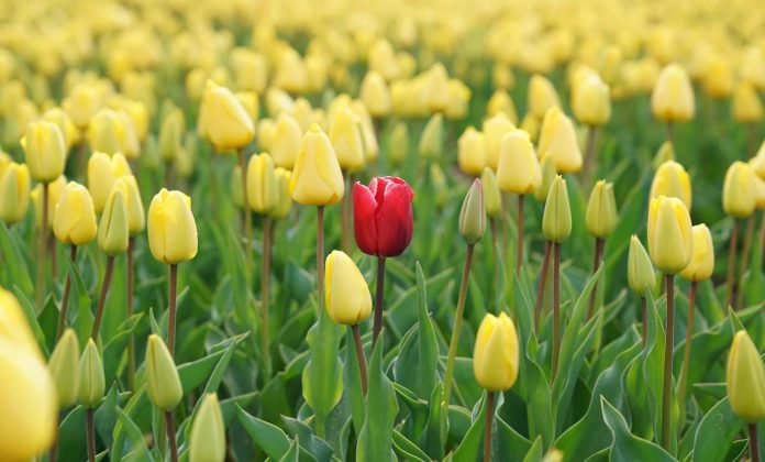 lone red tulip in yellow field unique-individual-odds-pubdomain-Rupert Britton