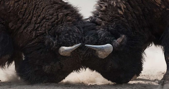 2 bisons butting heads figting-hate-animals-yellowstone-pubdomain-Uriel Soberanes