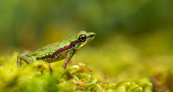 Mindo harlequin toad-by discoverer-Melissa Costales
