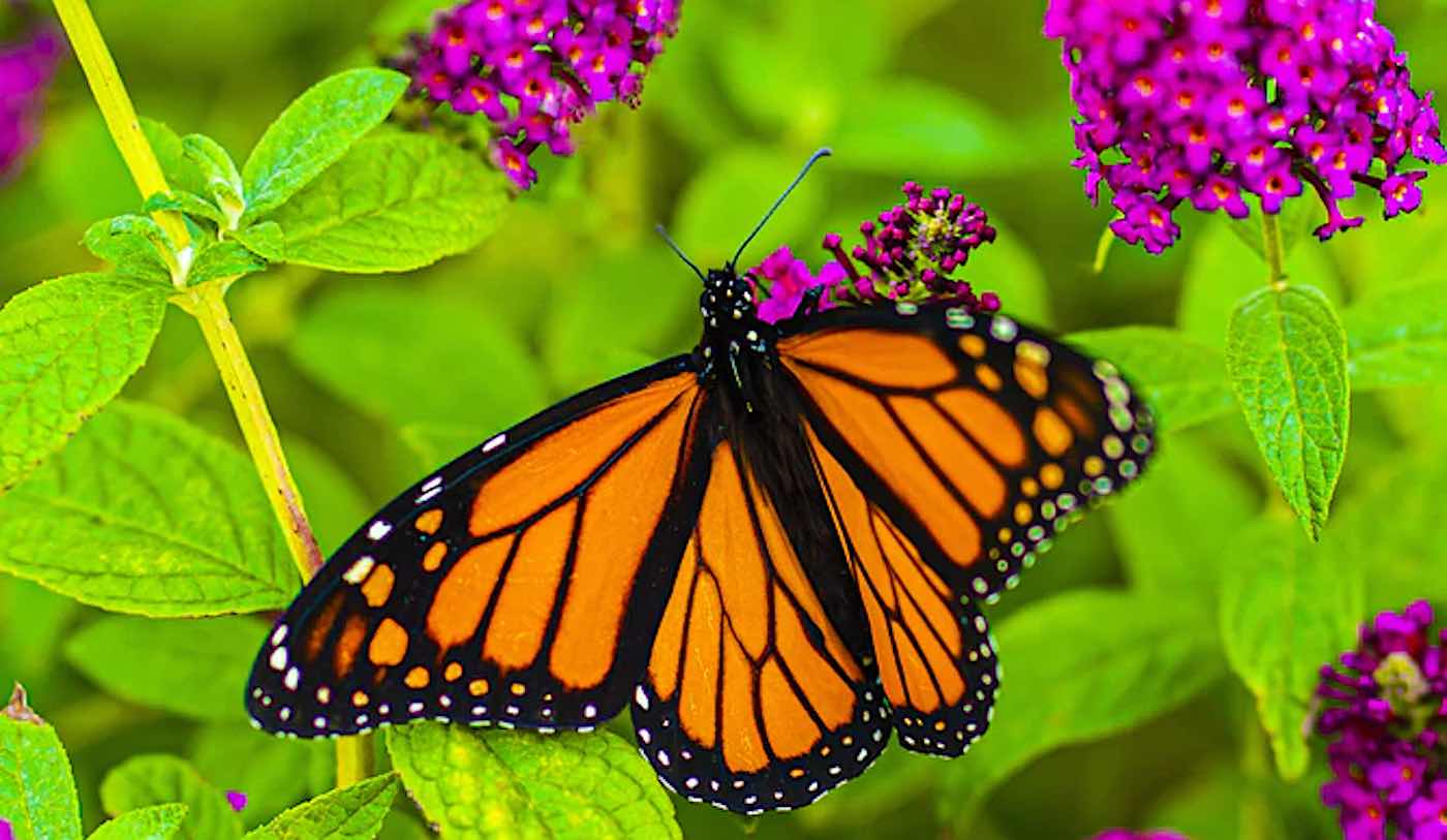 Kupu-Kupu Monarch Musim Dingin Bangkit Kembali di Meksiko – Jumlahnya Melonjak 35%