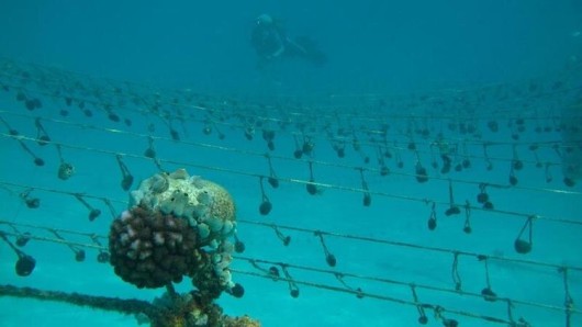 Sponge Labour Unemployed Single Women Are Saving Fish and Making Money by Farming Sea ...