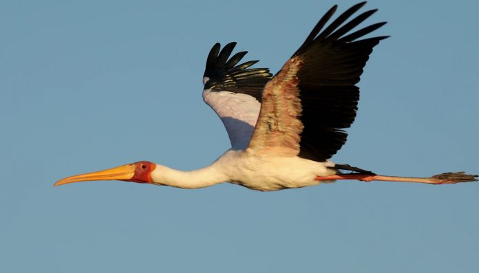 bird stork flying-pubdomain-Wynand Uys