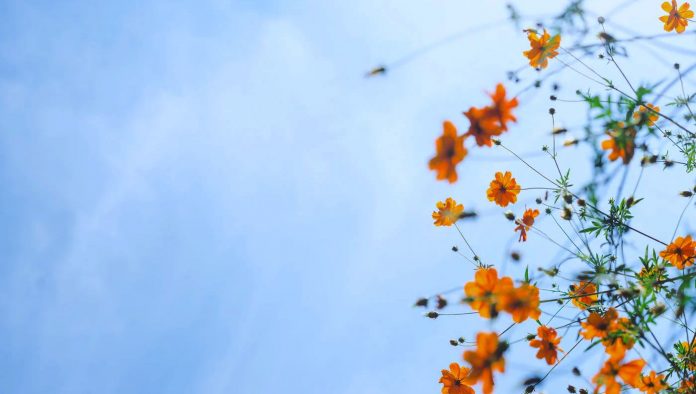coreopsis yellow flowers in blue sky-pubdomain-Masaaki Komori