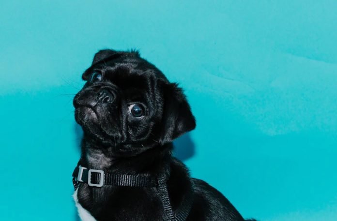 dog pug-pubdomain-Priscilla Du Preez
