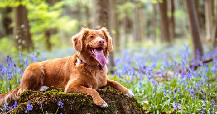 golden retriever dog smiling pet-pubdomain-Jamie Street
