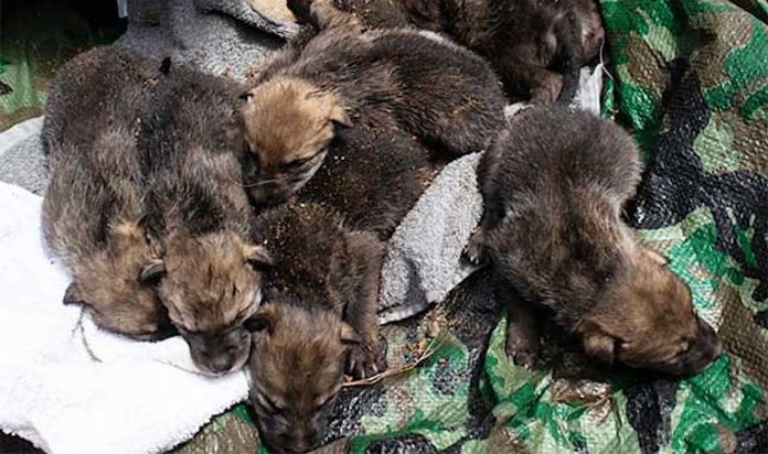 mexican wolf pups bred in captivity-Interagency Field Team
