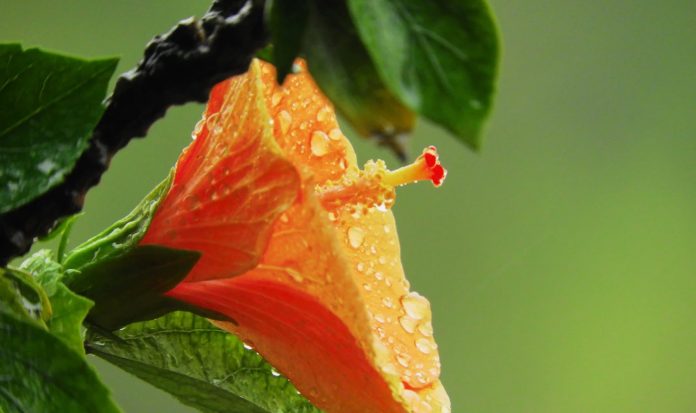 orange hibiscus flower with rain-pubdomain- Rajiv Bajaj