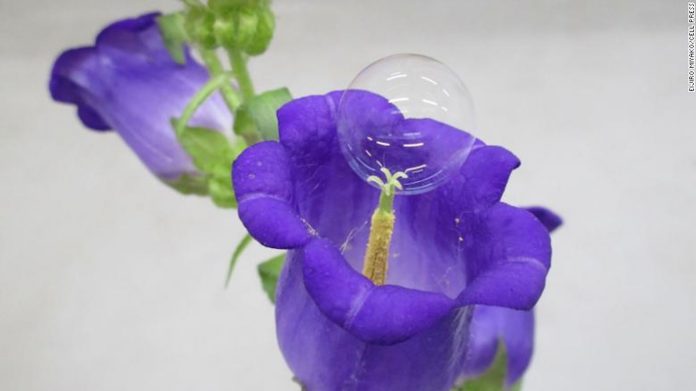 soap-bubble-on-flower-released