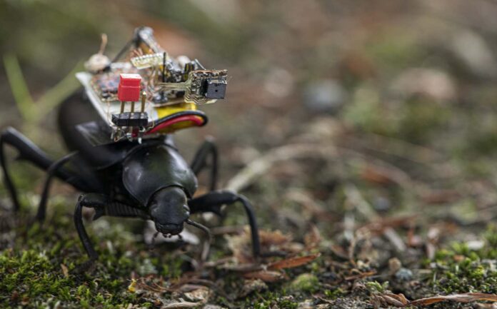 Scientists Design Tiny First-of-its-Kind Video Camera Backpack to Film ...