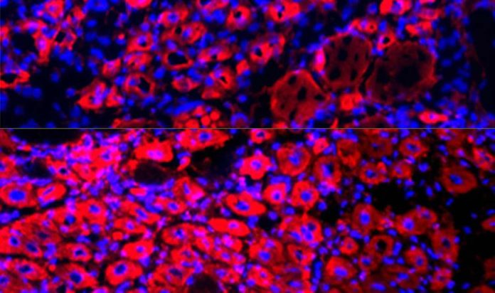 Blood Plasma-Irina Conboy via University of California Berkeley