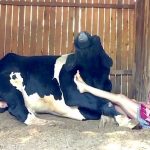 Touching Footage Shows Cow Joining In For a Duet While Woman Serenades It