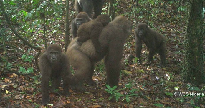 Cross River gorilla group-released one-time use-©WCS Nigeria