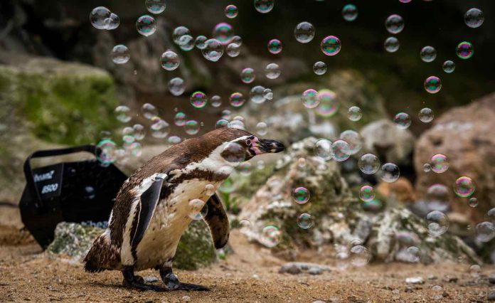 Penguin and Bubbles-SWNS
