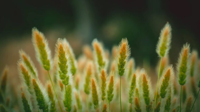 field seeds grain green nature abundance-pubdomain-Don Raridon