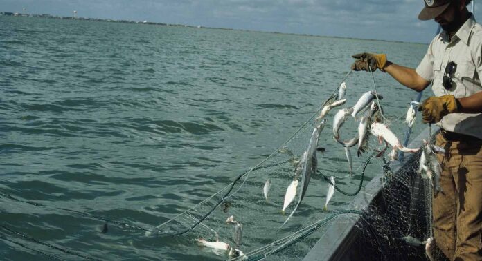 fish in gillnet-Fish_and_Wildlife_Service