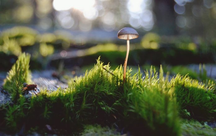 mossy forest mushroom woods-pubdomain-Kristy Lou Photography