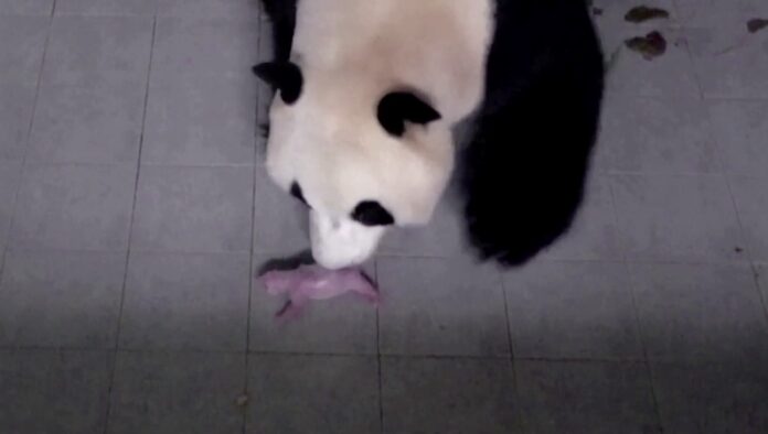 panda cub-south korea Everland Park