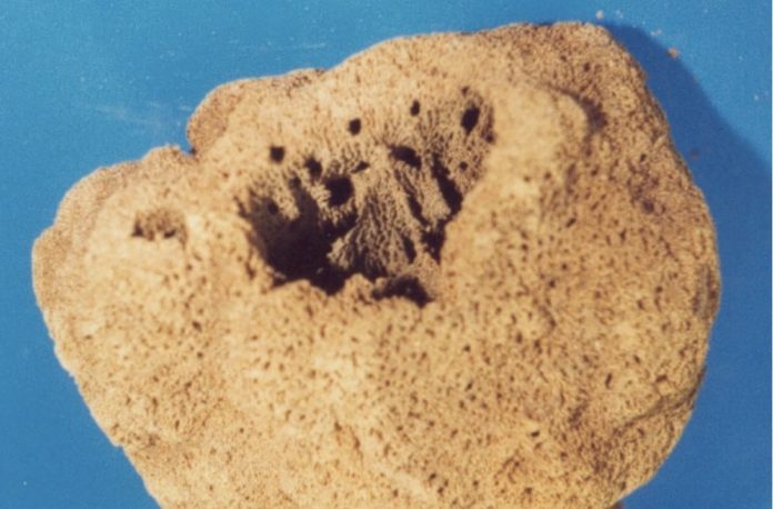 sea sponge Acanthostrongylophora ingens-cc-Rob_van Soest