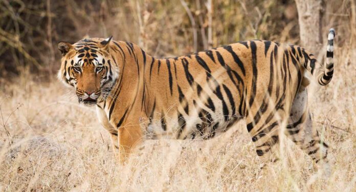 tiger in India-pubdomain-Vincent van Zalinge