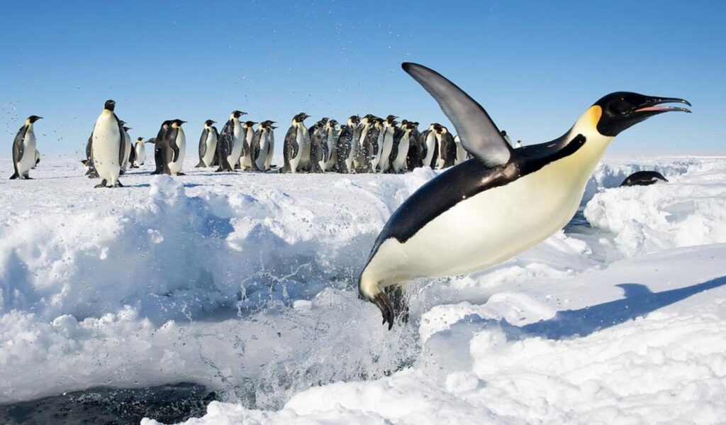 Emperor Penguins of Gould Bay