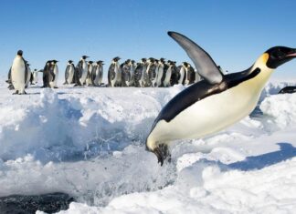 Emperor Penguins of Gould Bay