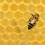 Bee Populations Are Increasing in Many States–With Maine Seeing 70% Rise in 2 Years