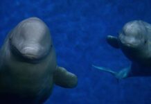 30 Beluga Whales are Finally Being Rescued After 2 Years Waiting in Shuttered Theme Park