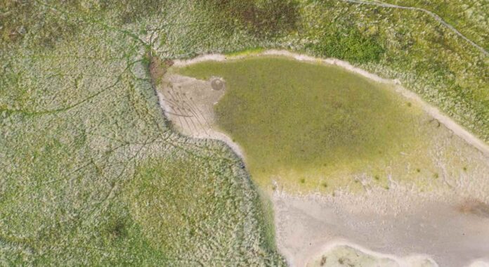 Beach-seal-artist-grass-SWNS
