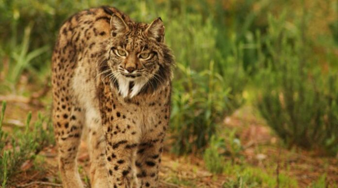 Iberian Lynx-grass-CC-Program Ex-situ Conservation