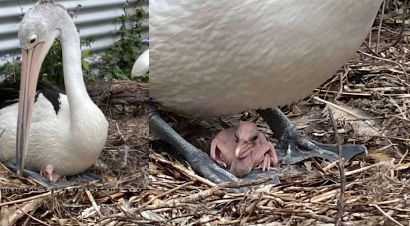 pelican-that-tried-to-hatch-chick-of-its-own-for-years-gets-some-help-this-yearand-its-adorable