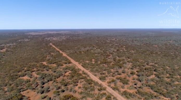 bushland NSW-Mallee Cliffs National Park-released-Australian Wildlife Conservancy