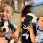 Adorable Boy With a Cleft Lip Finds His Perfect Match–A Puppy With The Same Condition