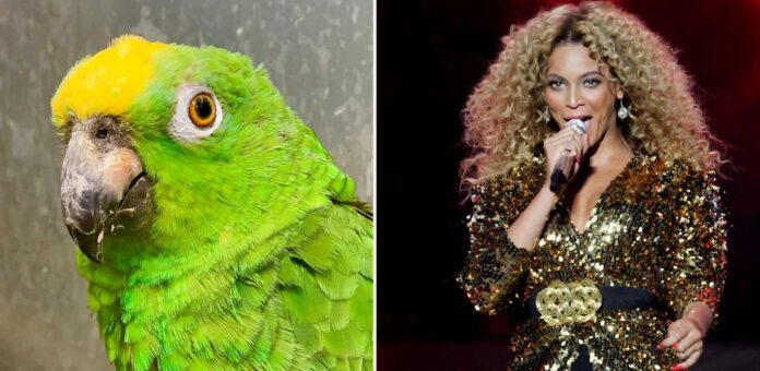 macaw-beyonce-SWNS (1)