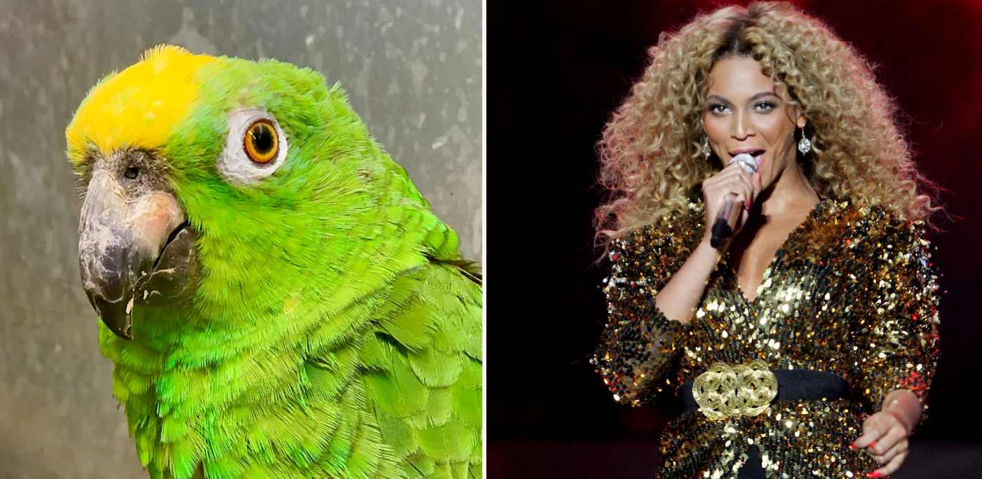 listen-to-the-sassy-singing-parrot-that-thinks-its-beyonc